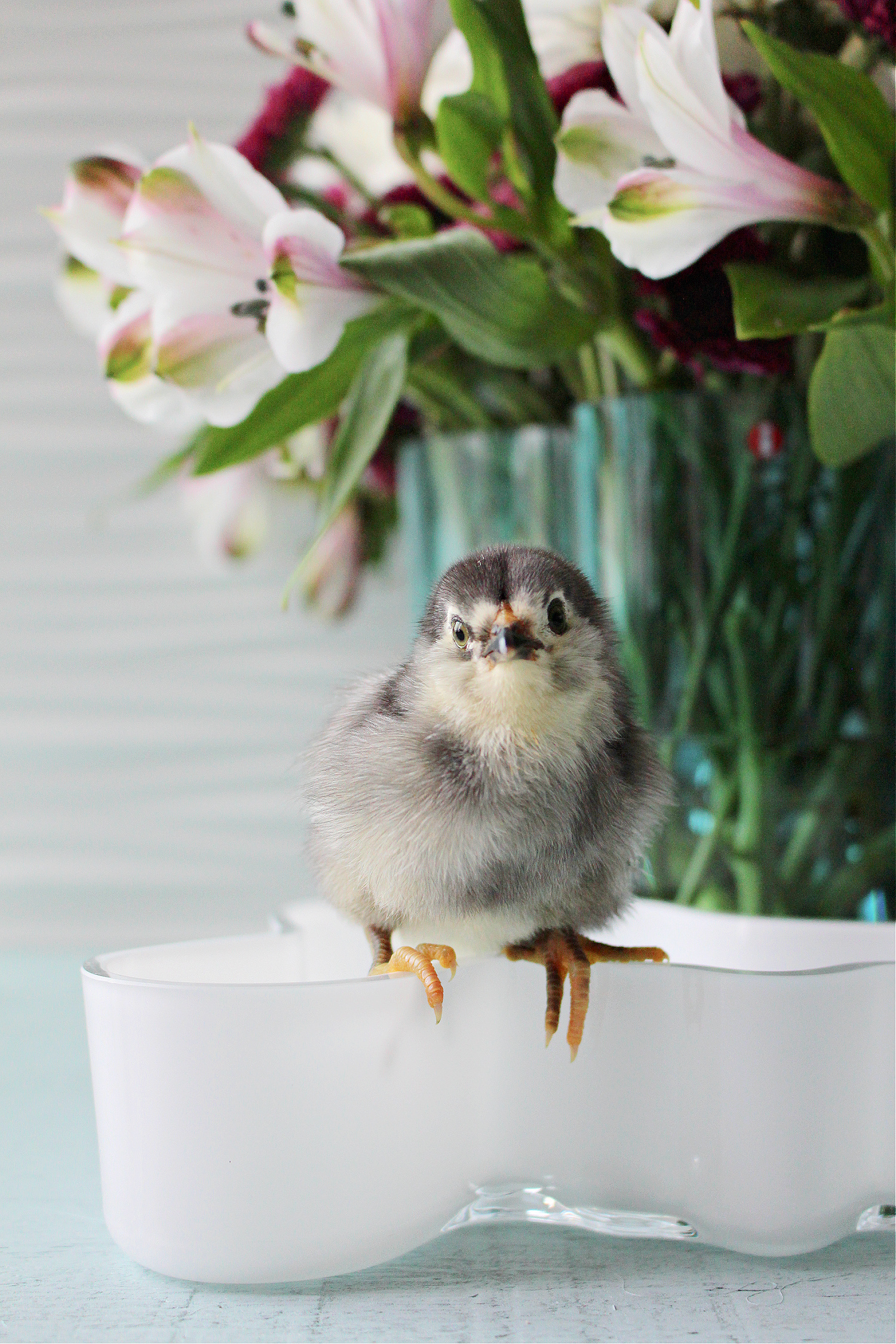 adorable chick photos