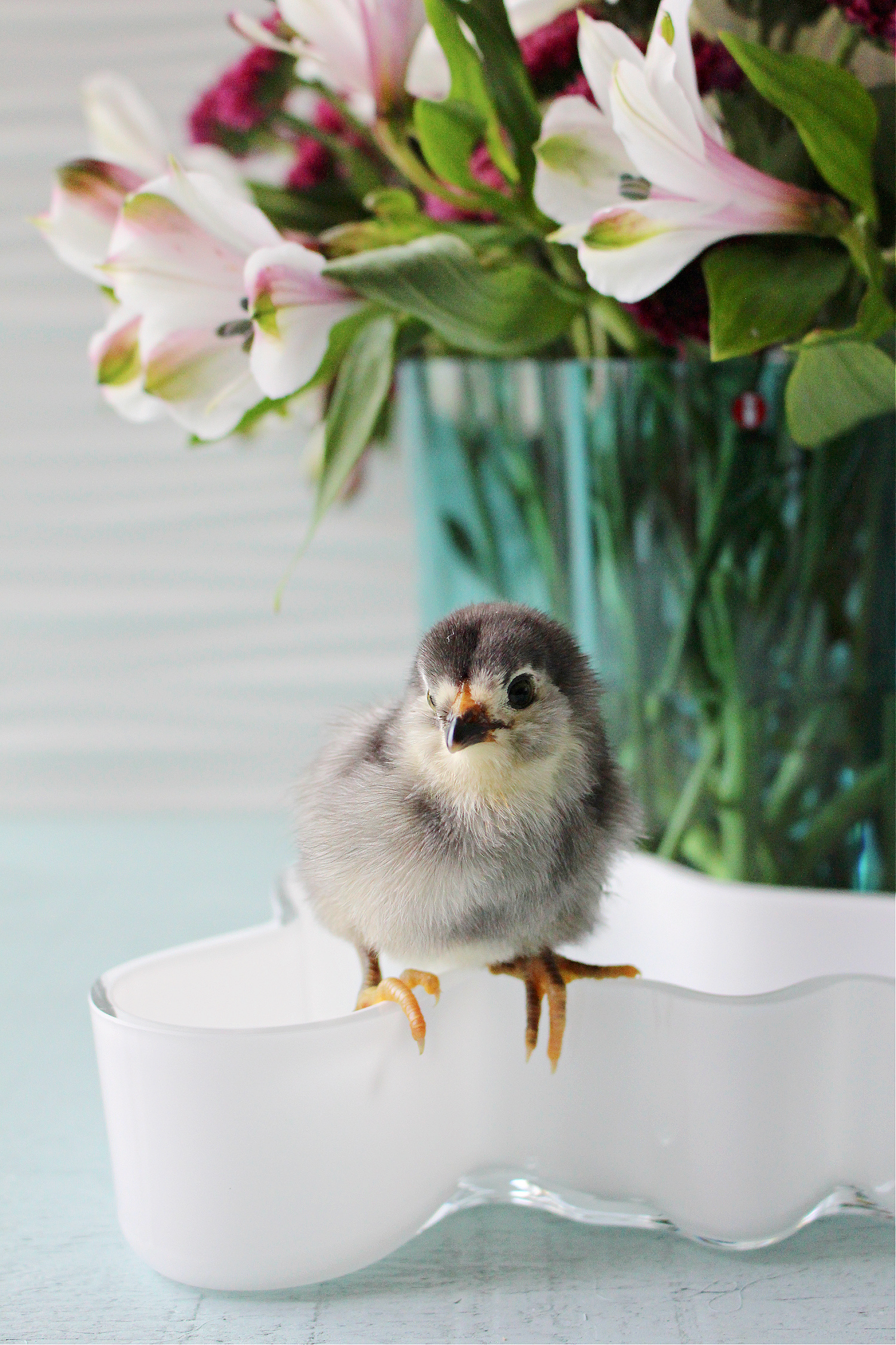 Ameraucana chick photos