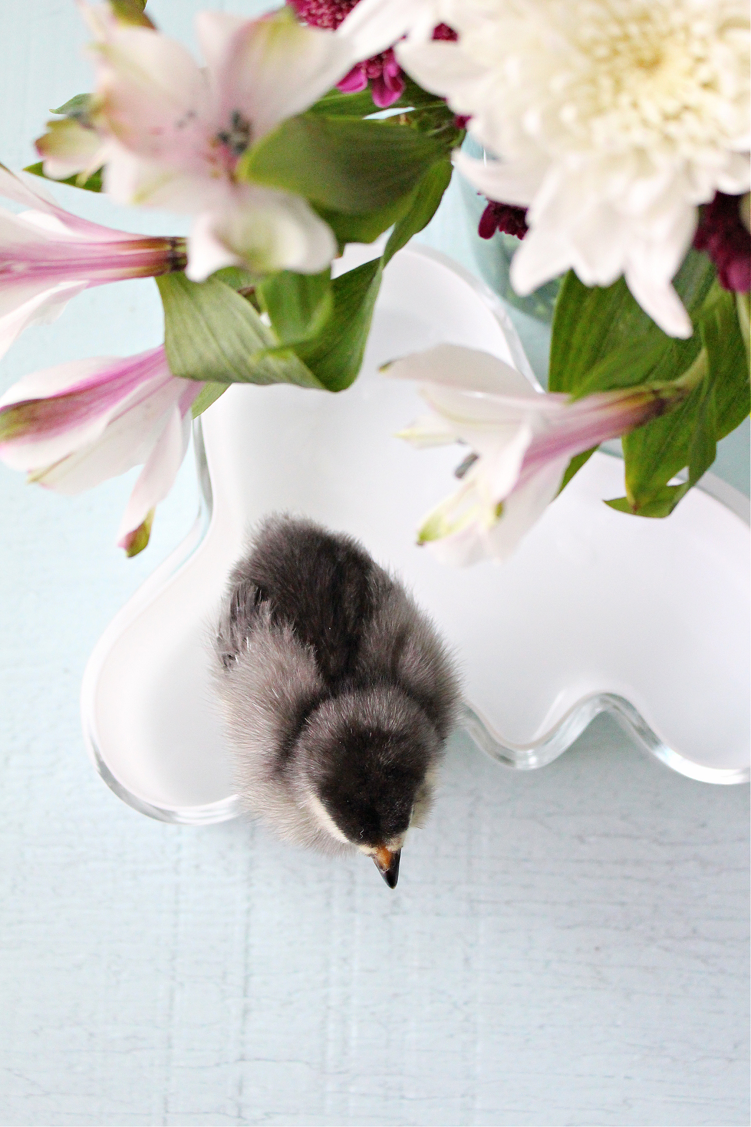 Ameraucana chick photos