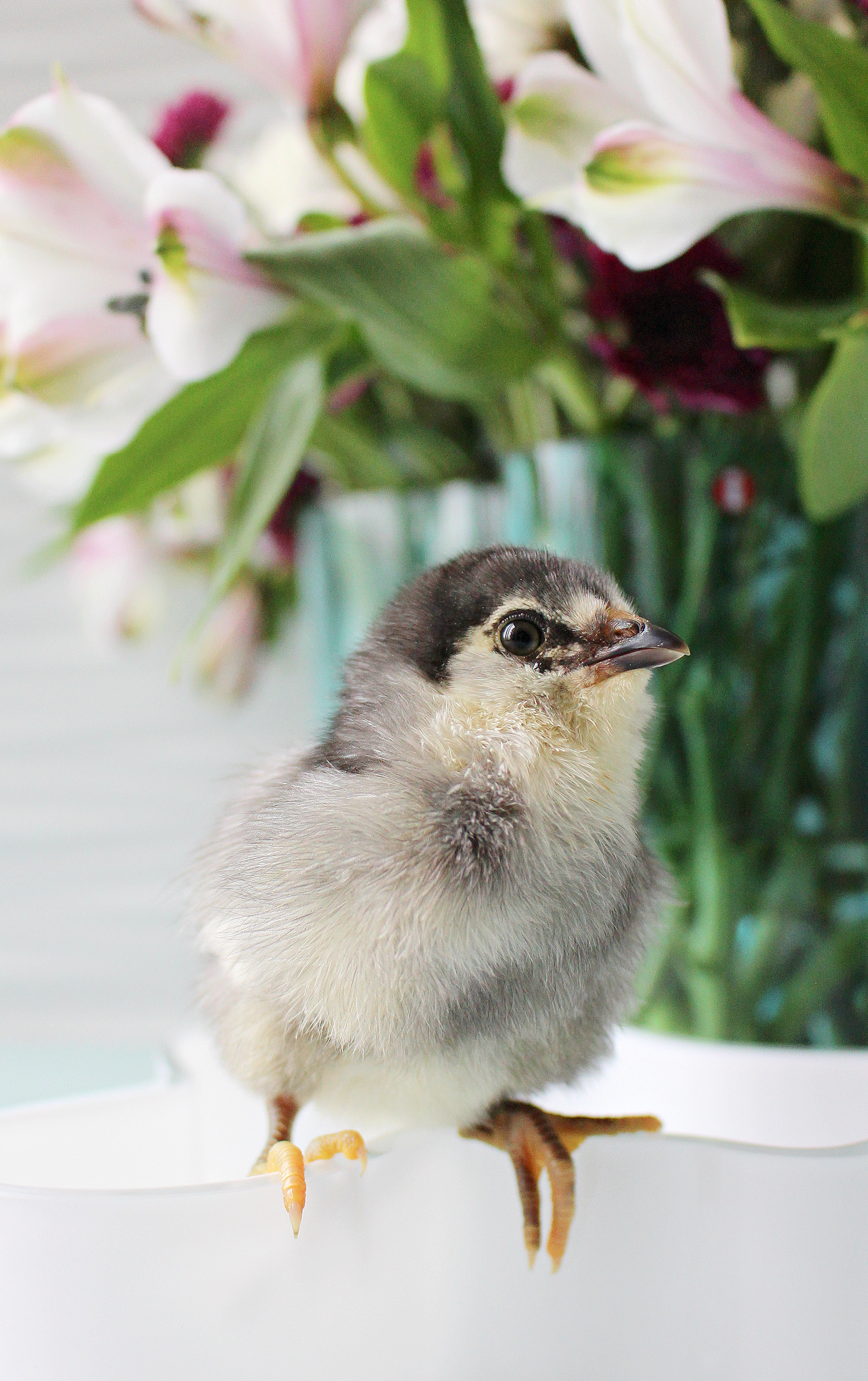 Ameraucana chick photos