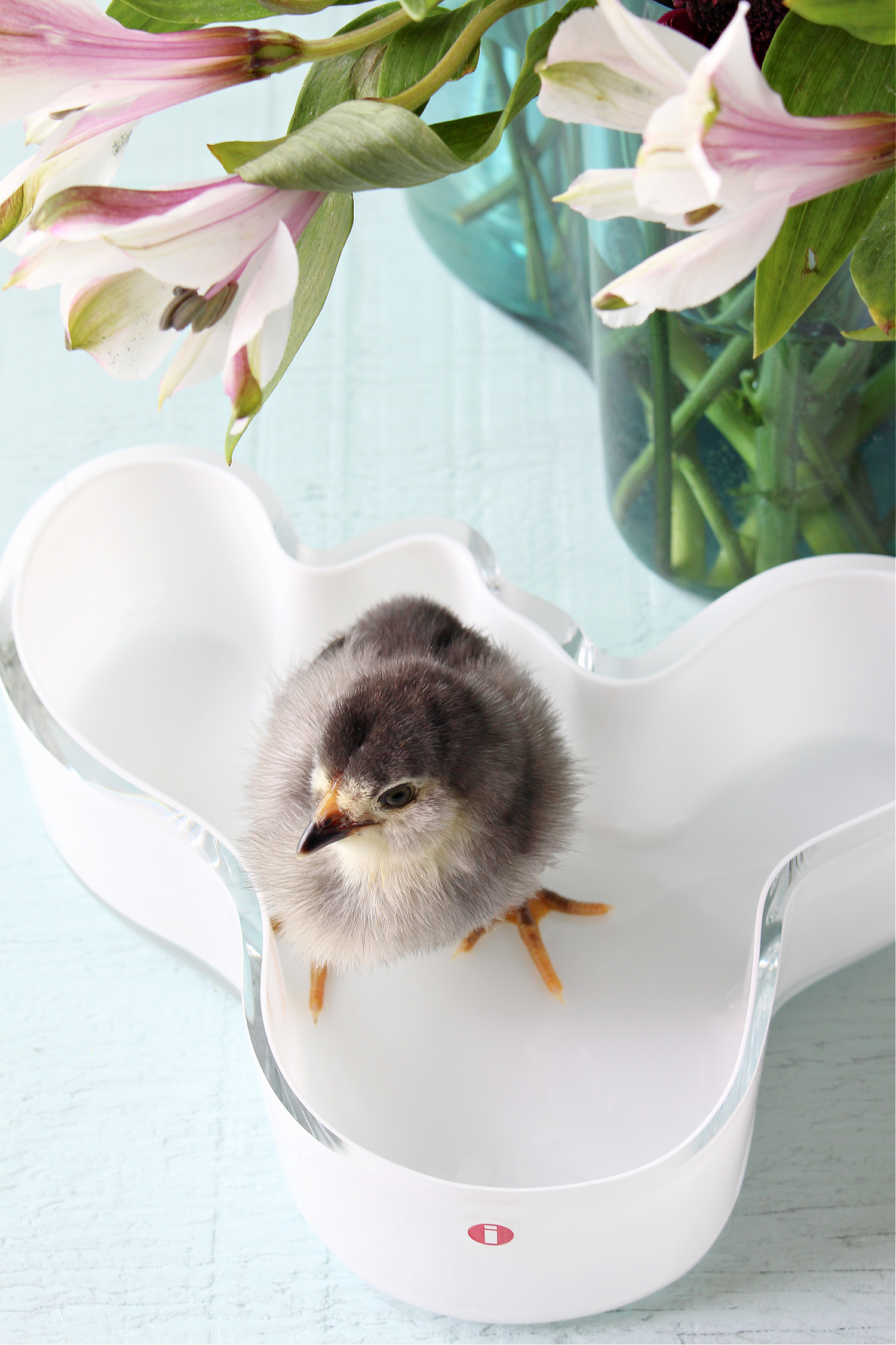 Baby Chick Photos Vol. 3