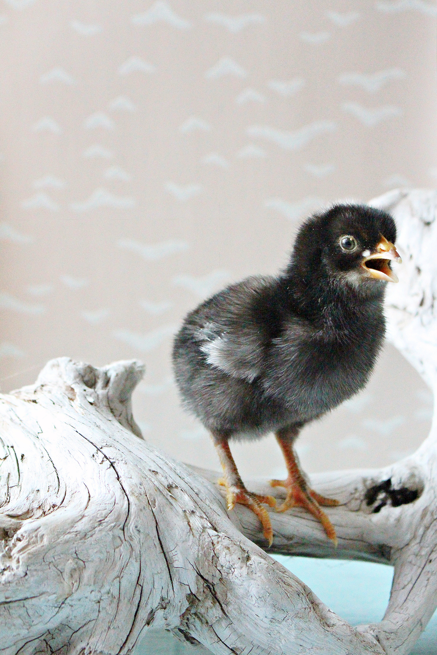 Baby Chicken Photos