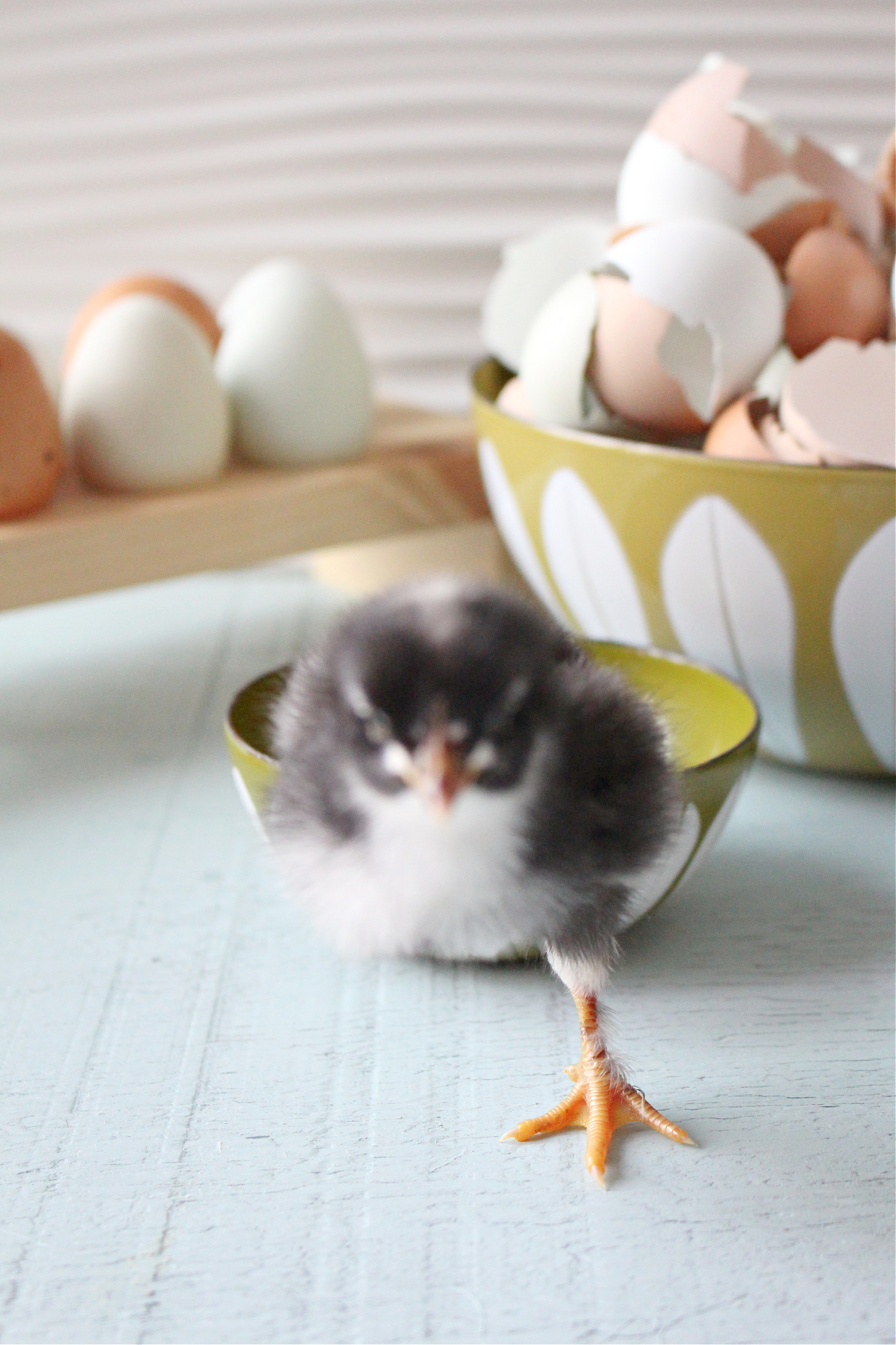 Baby Chick Photos Vol. 3
