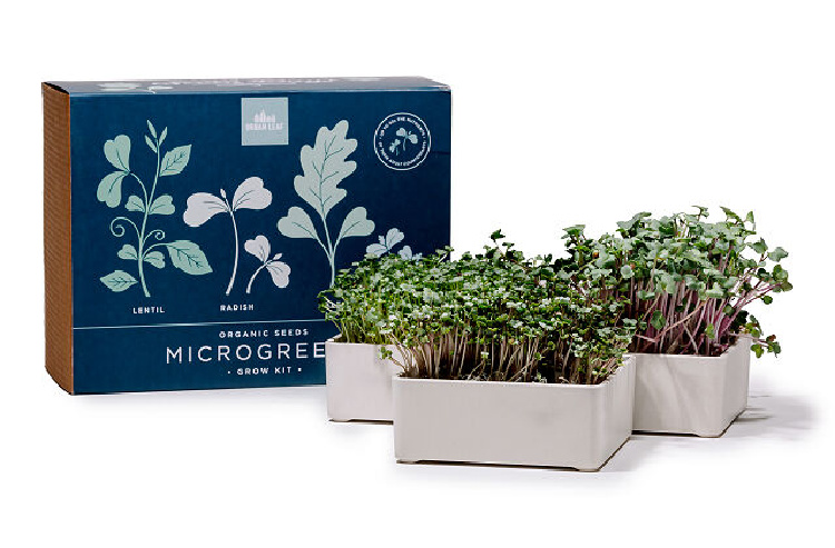 Growing Microgreens at Home