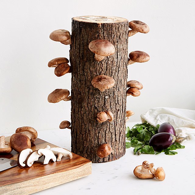 Mushroom Growing Kit