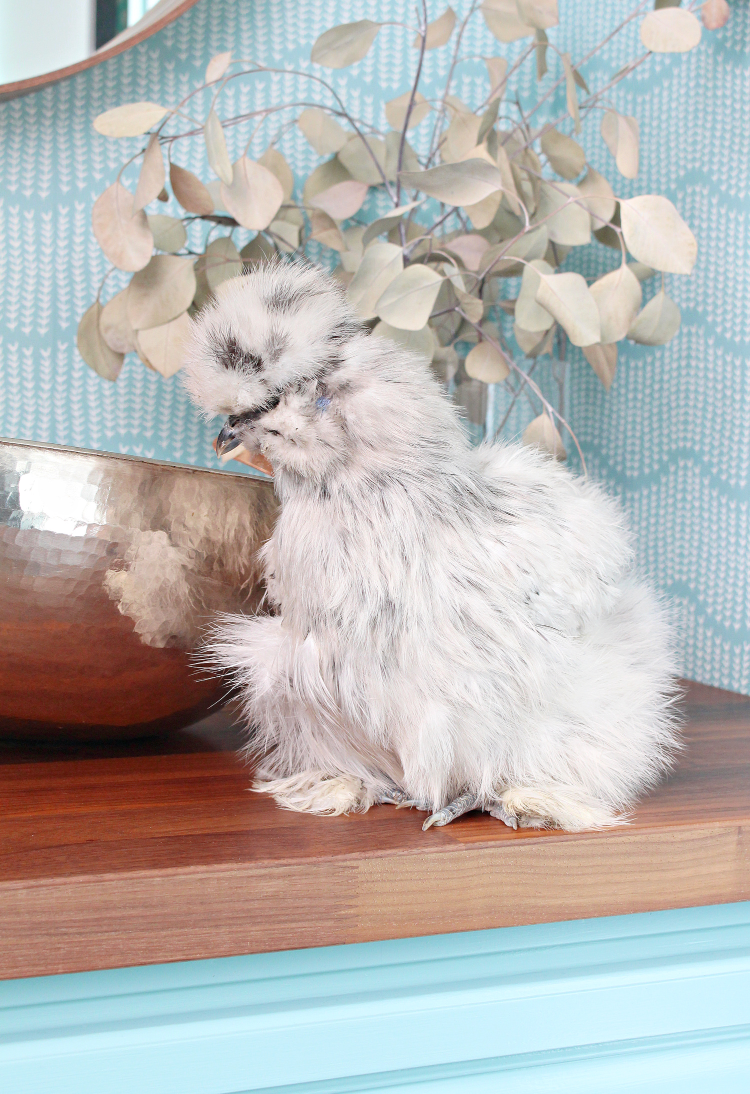 Silkies as Indoor Chickens