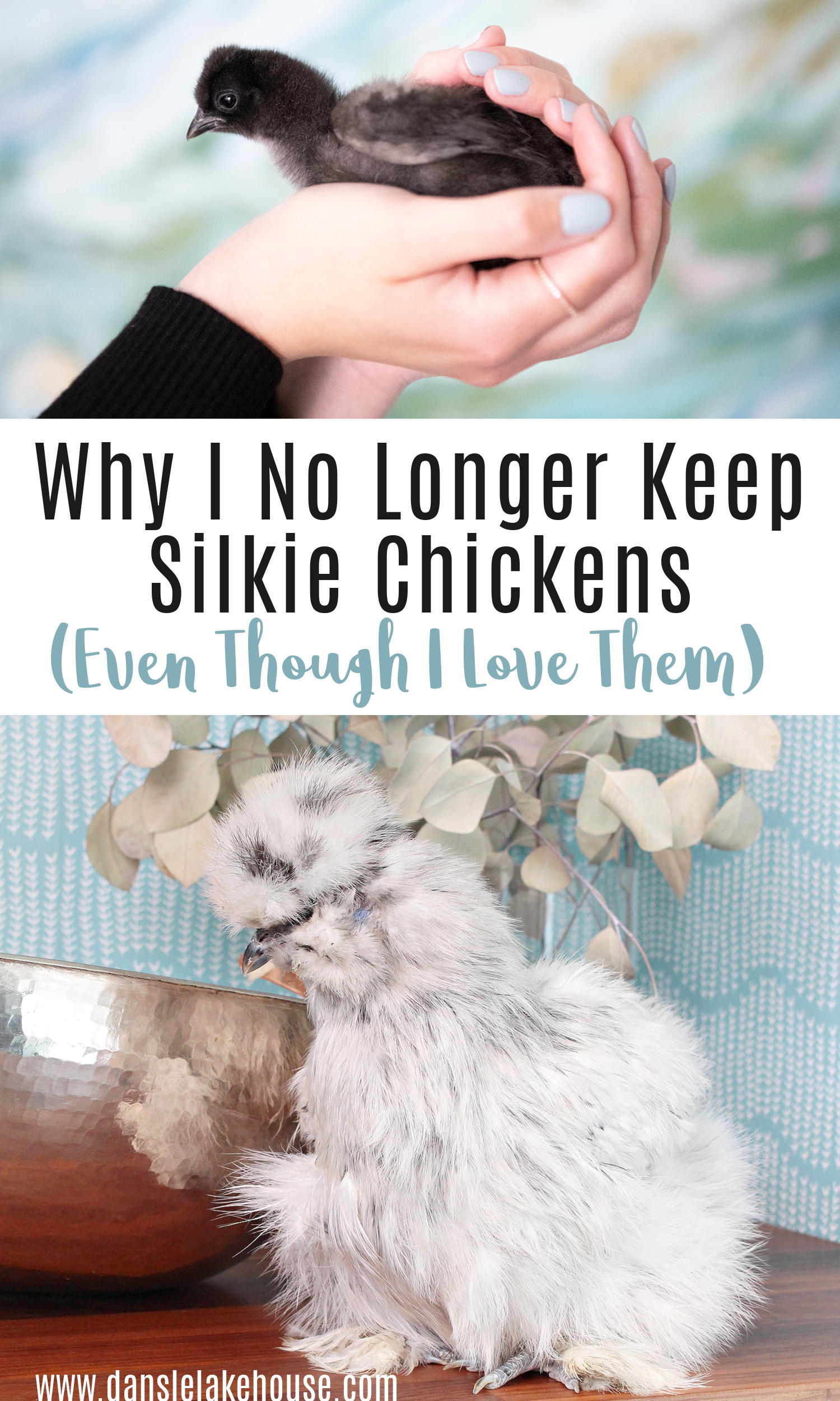 Why I No Longer Keep Silkies Even Though I Love Them