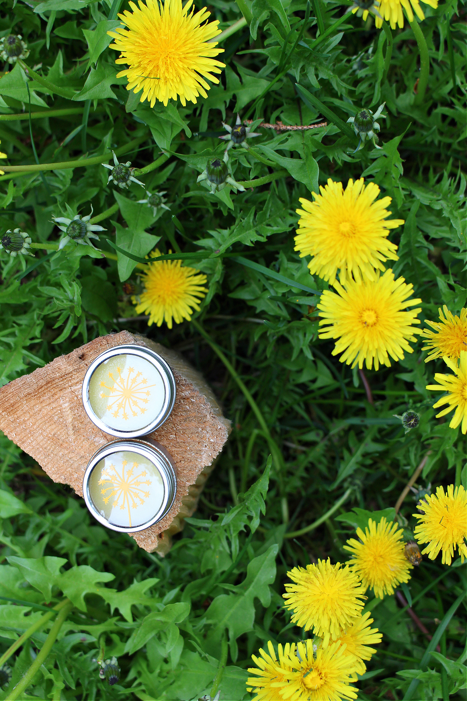 DIY Dandelion Infused Oil Salve