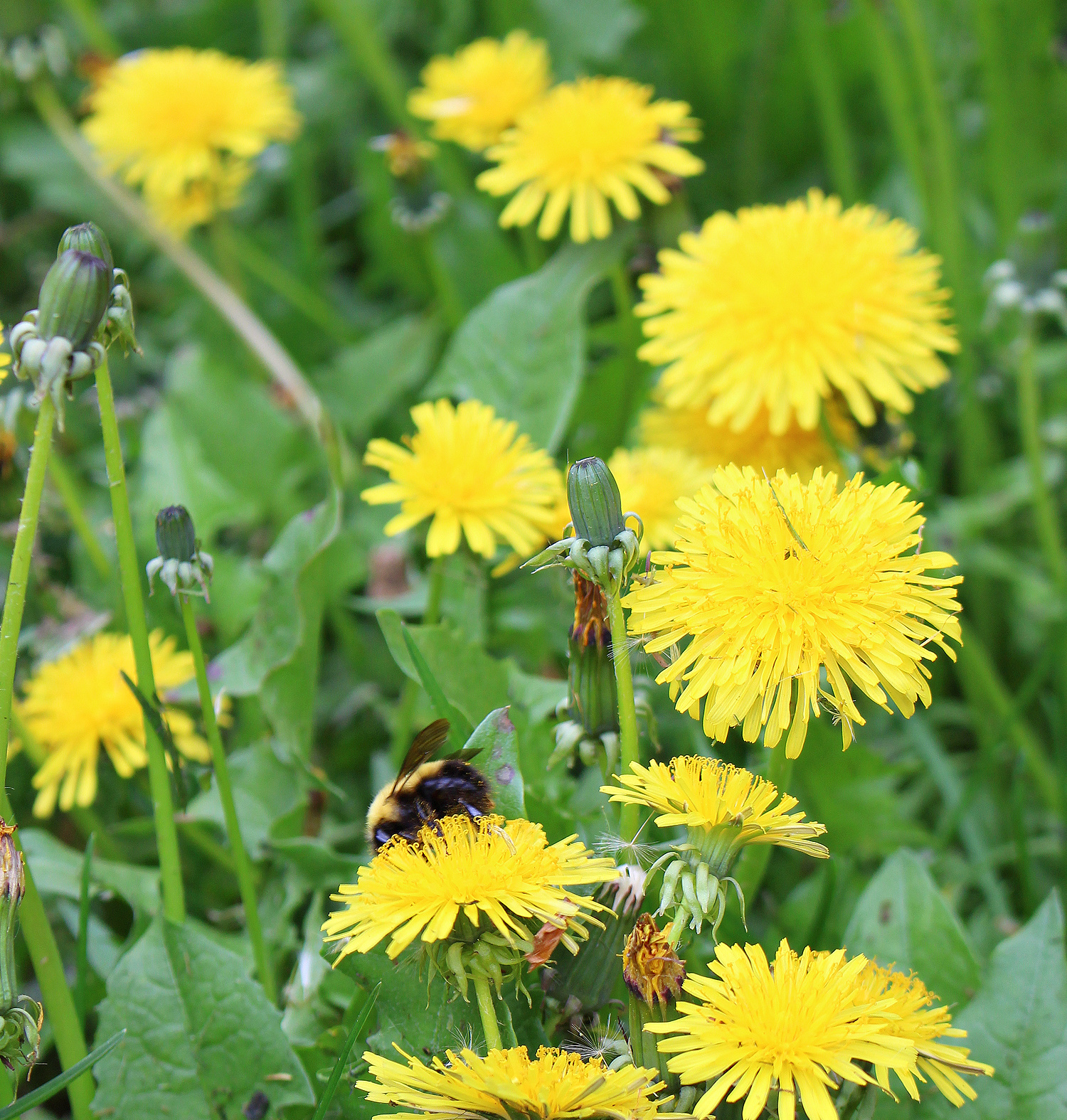 What to Make with Dandelion Flowers