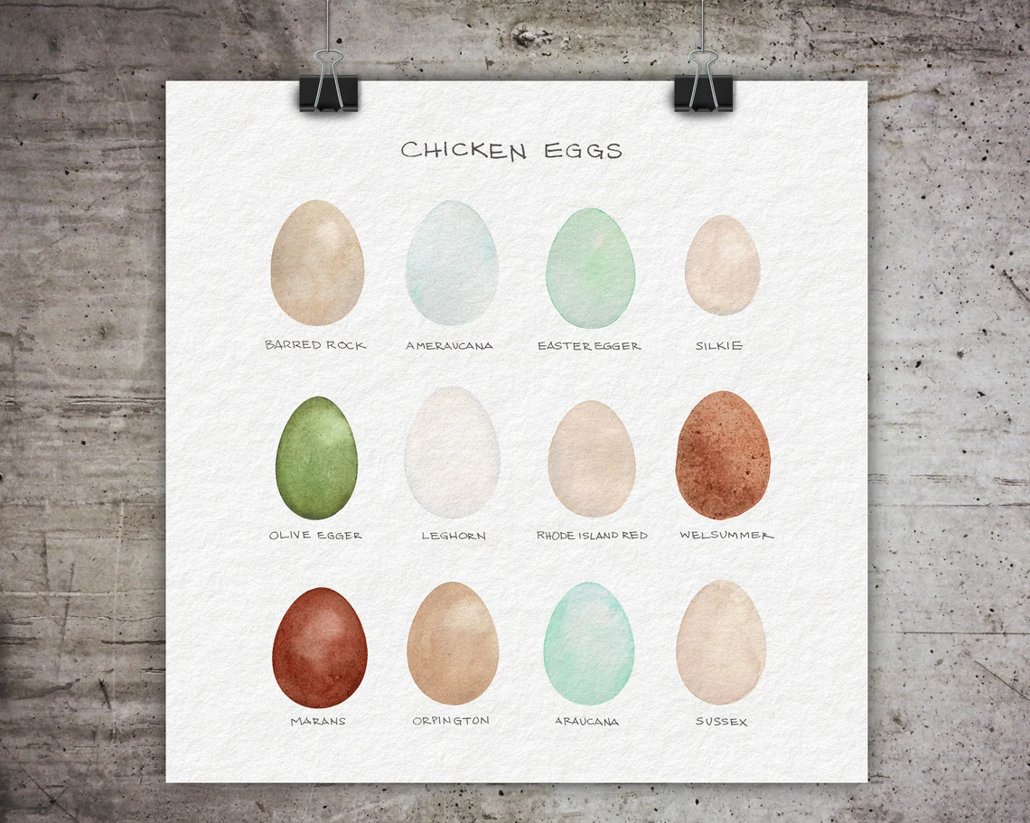 Modern Chicken and Egg Themed Gift Ideas