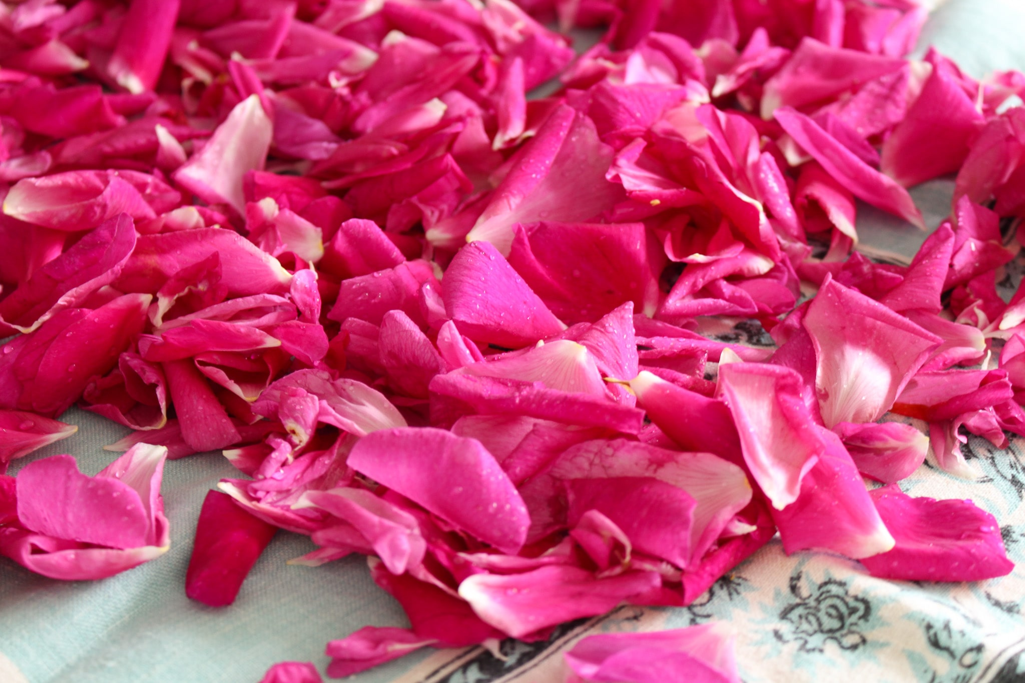 DIY Rose Water Spray (Simmering Method) | Dans le Lakehouse