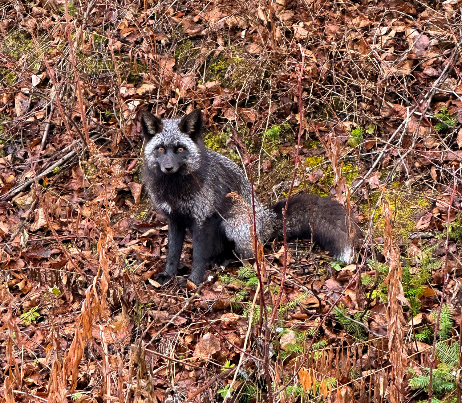 Silver Fox in the Wild