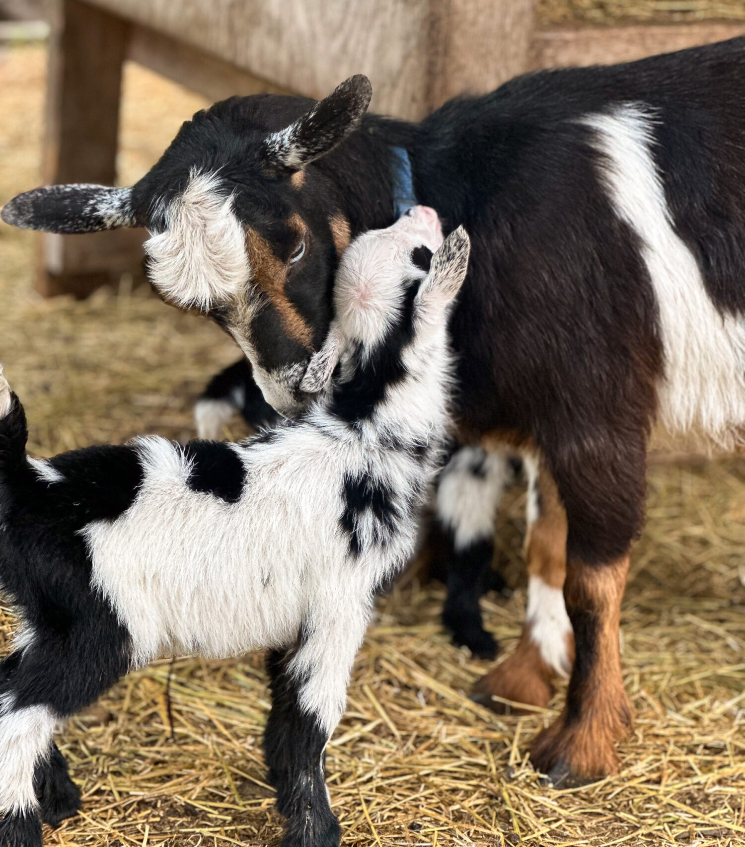Goat with Kids
