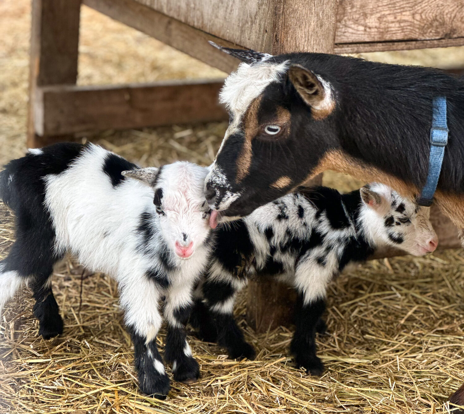 Baby Goats