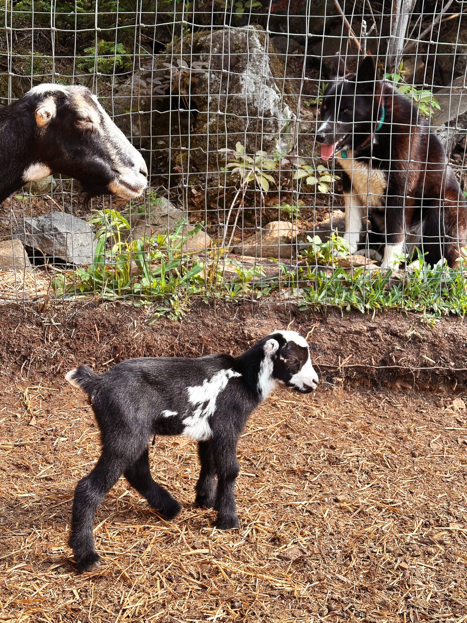 Goat Milking