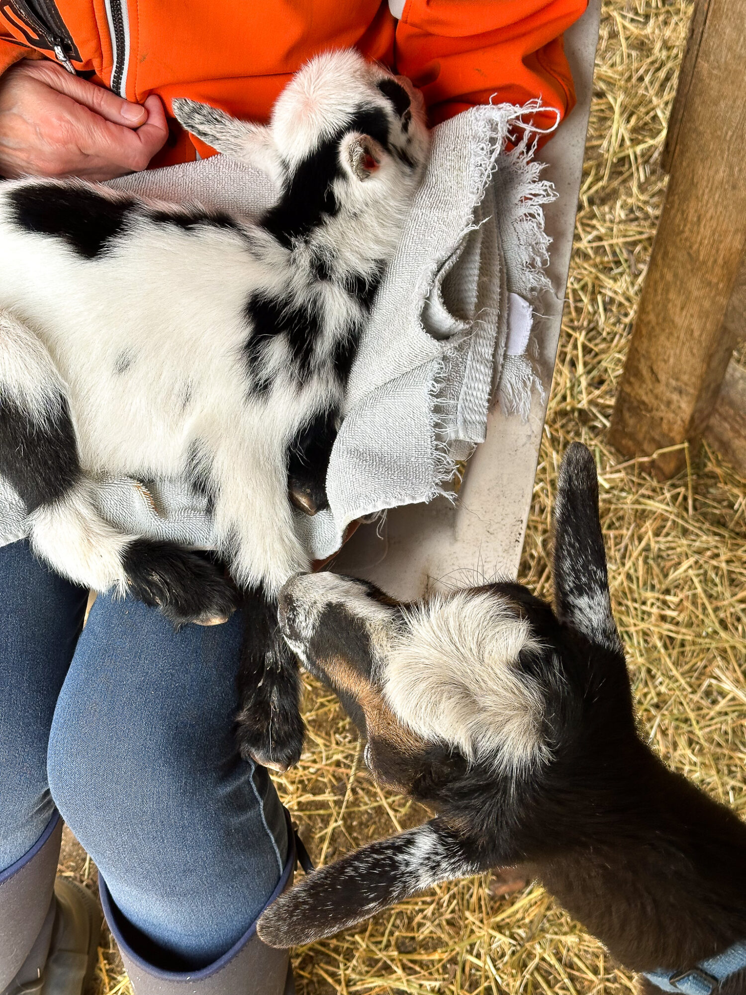 Day Old Goat Kid