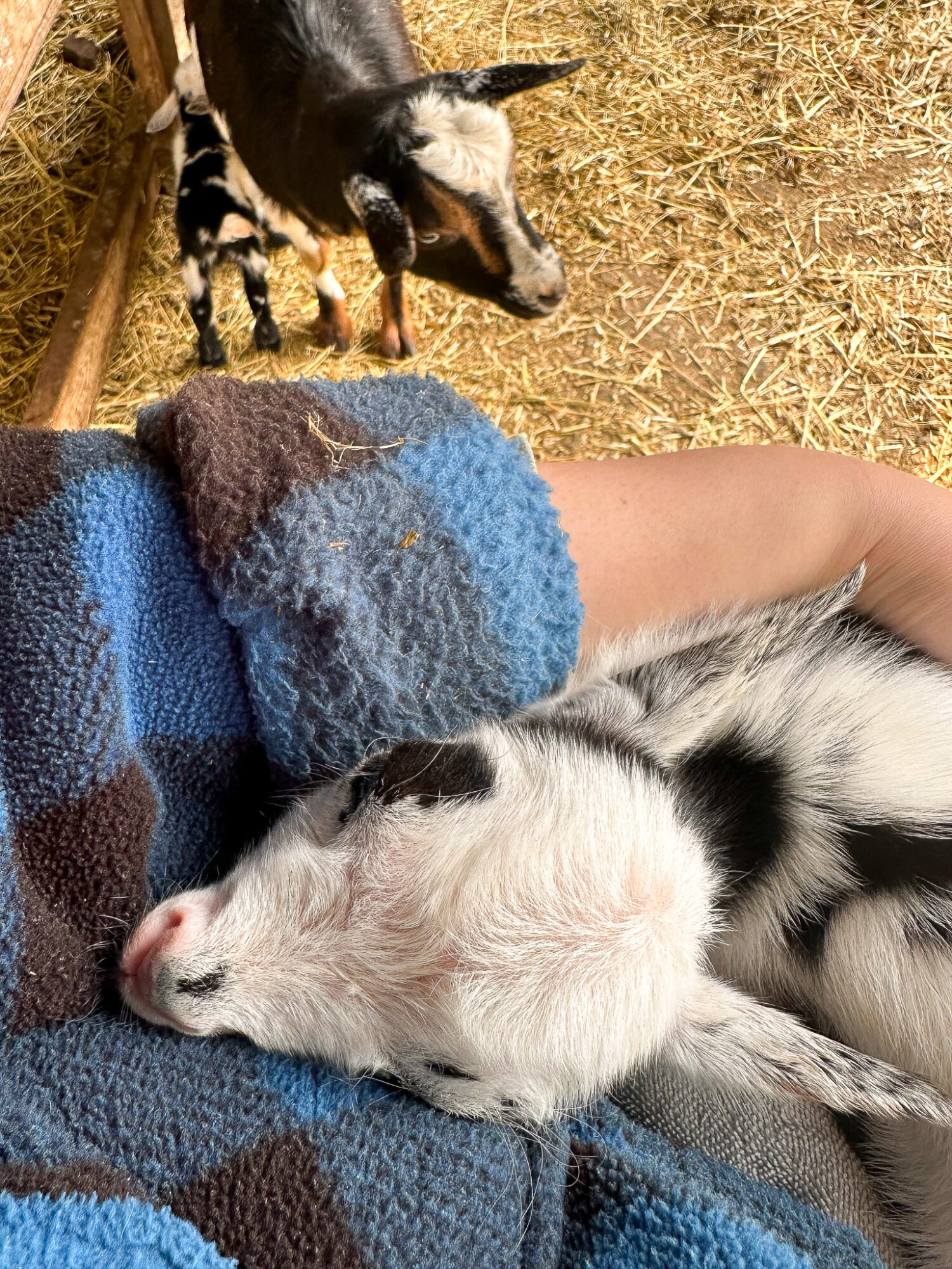 Newborn Goat Kid