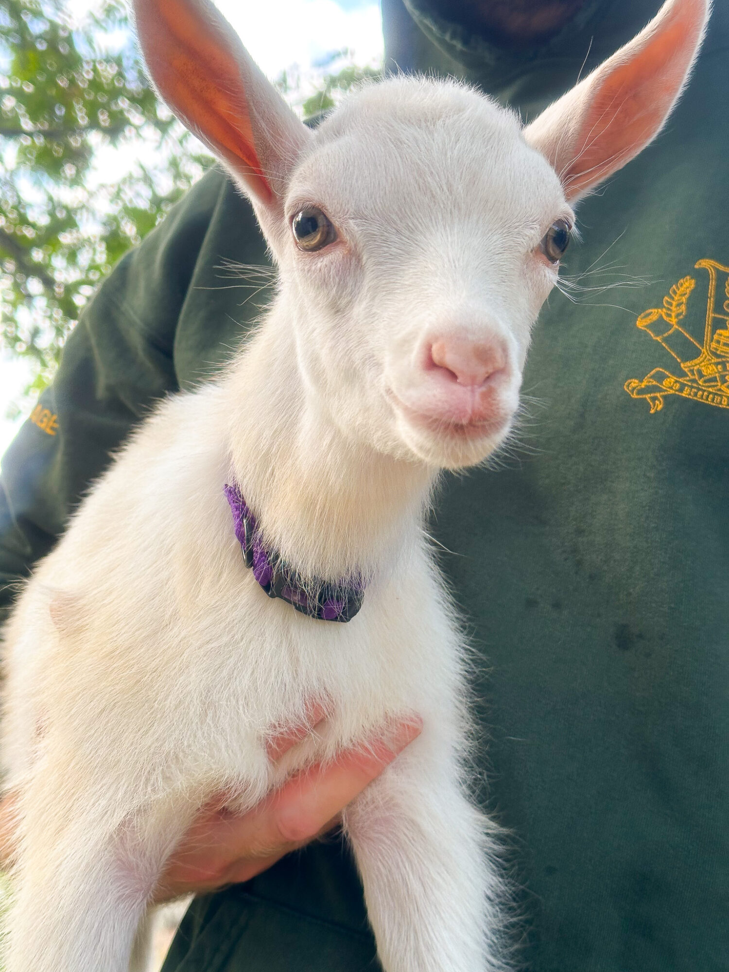 Milking Goats