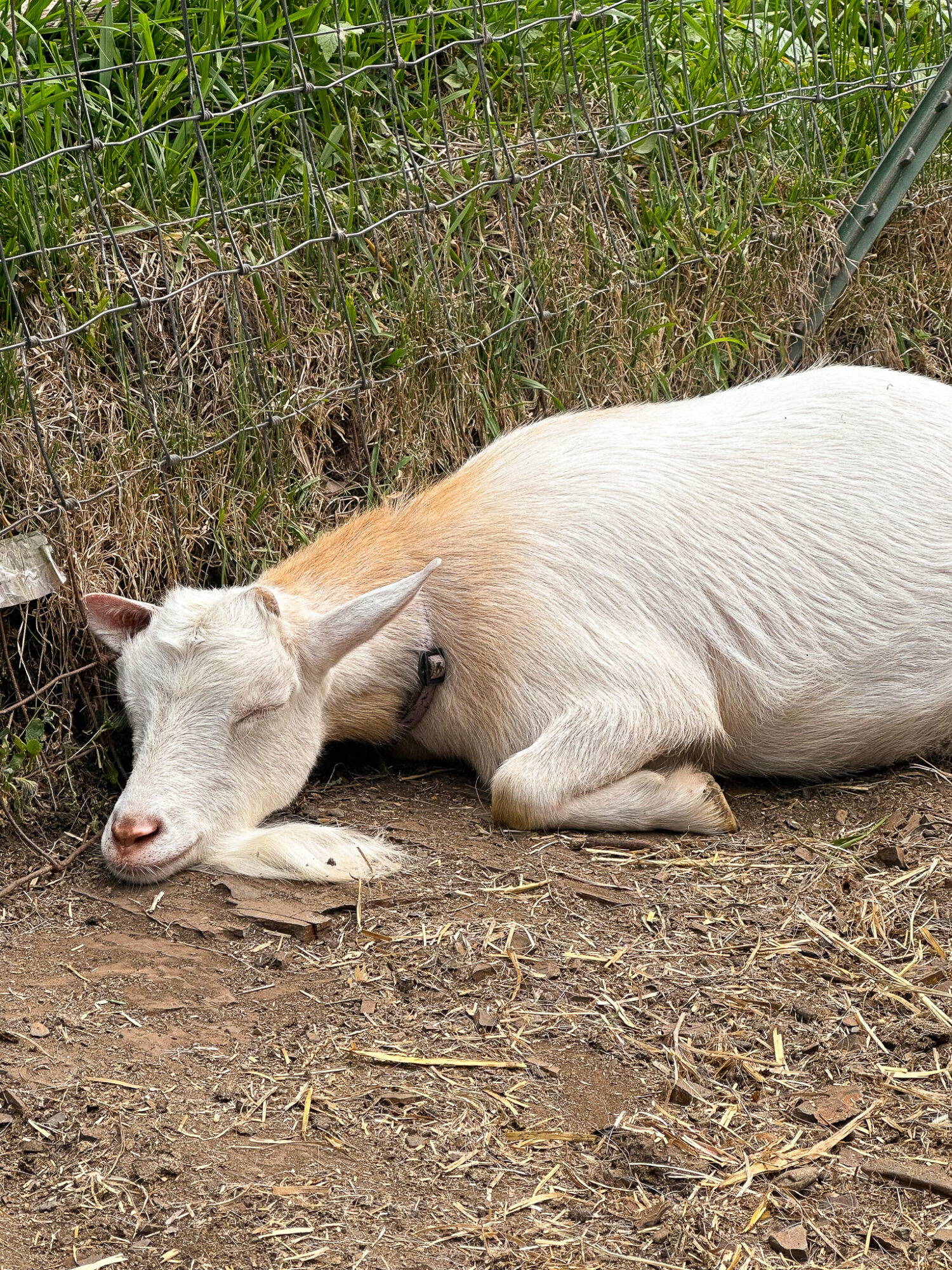 Sleeping Goat